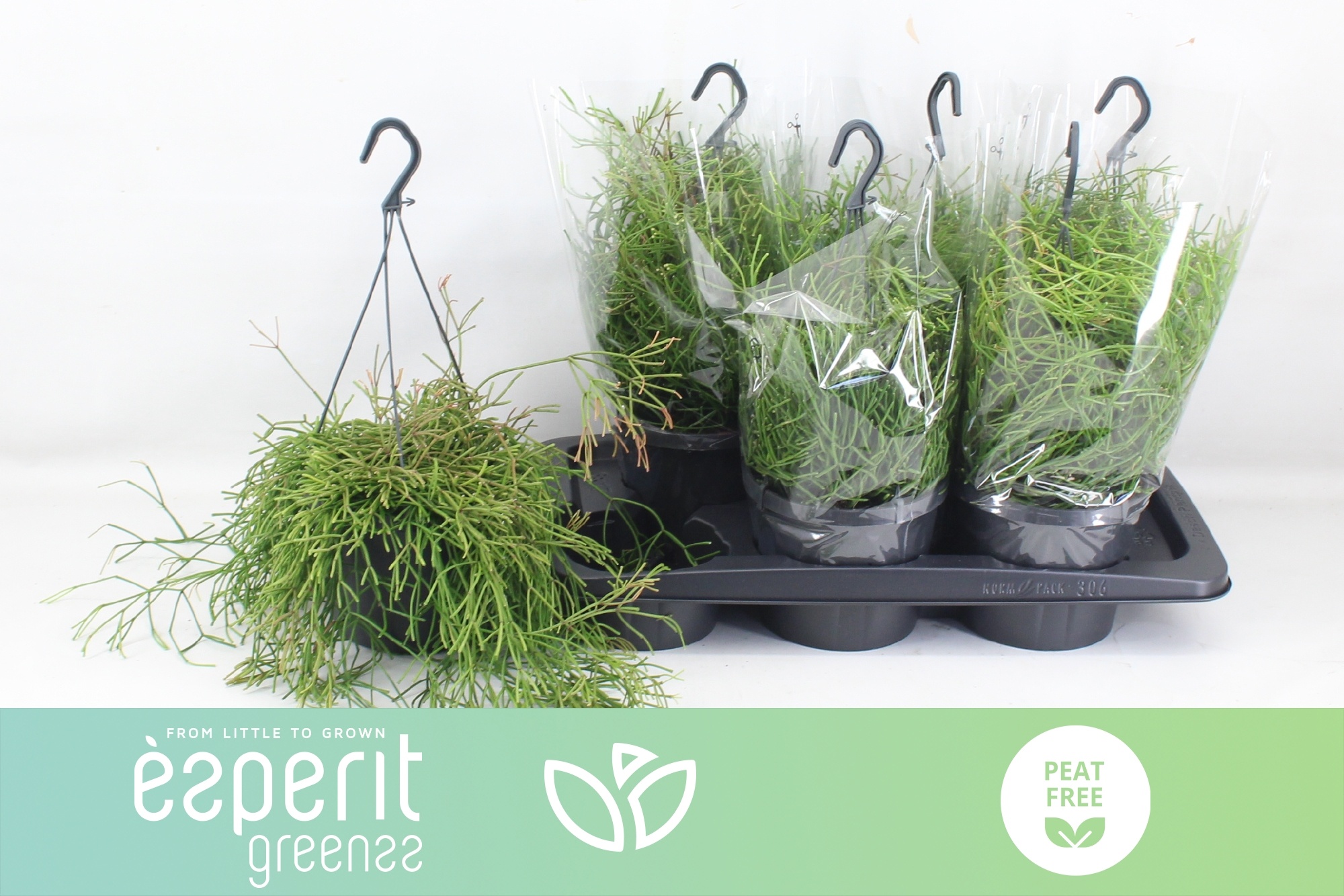 Rhipsalis Easy Sweet 17P 25H