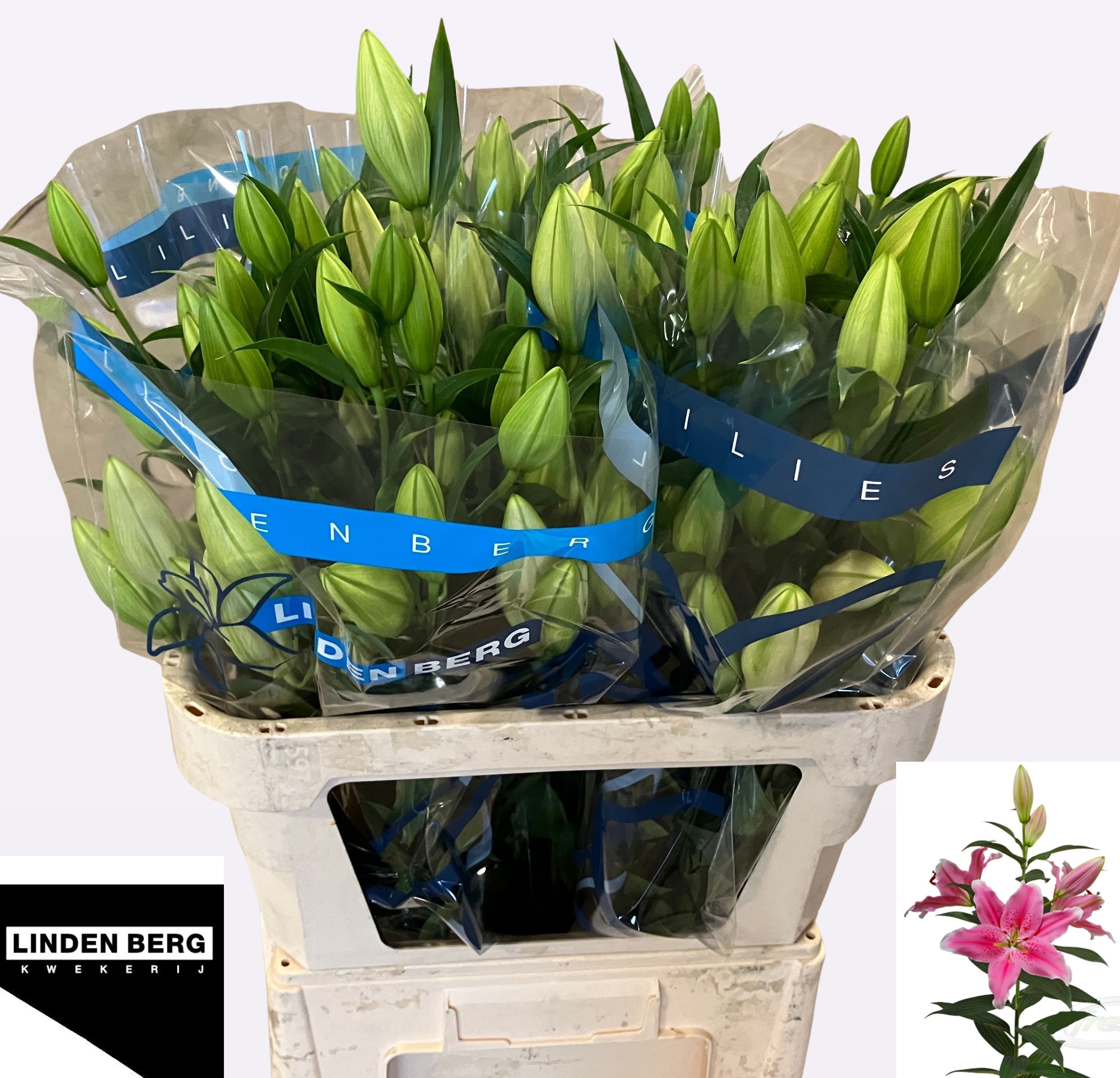 Li Or Sorbonne 80L.cm 35+knop 23bloei