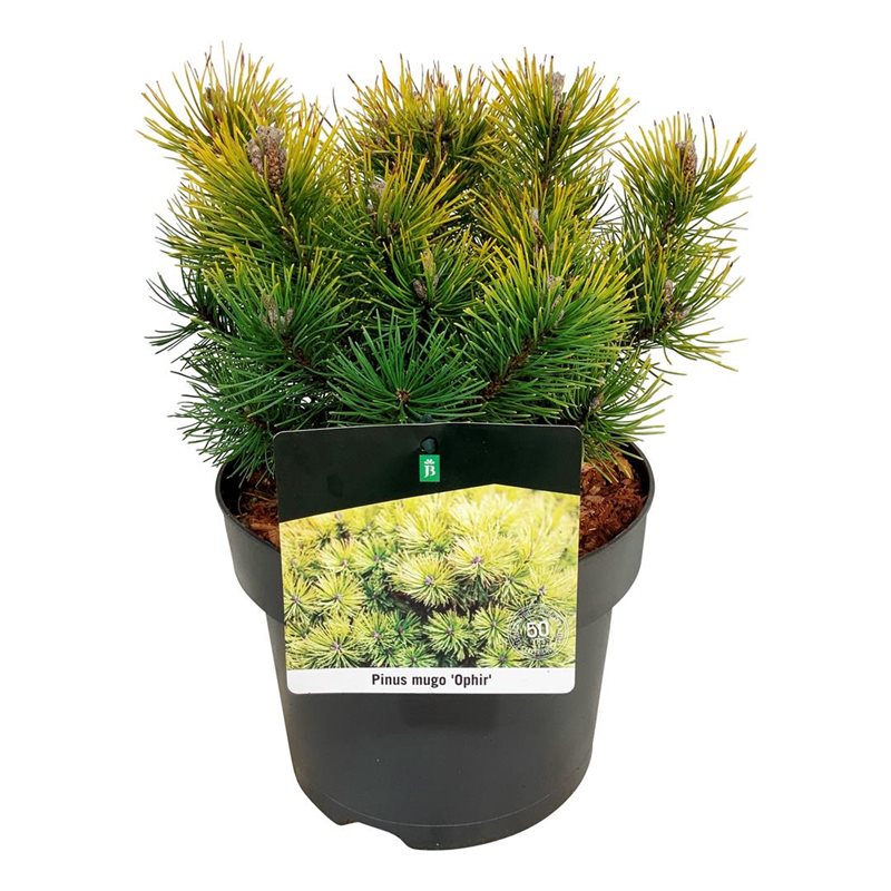 Picture of Pinus mugo 'Ophir'