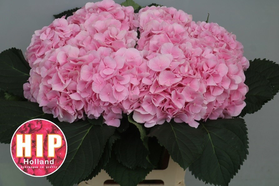 Hydrangea Verena Pink 60cm 20Ø