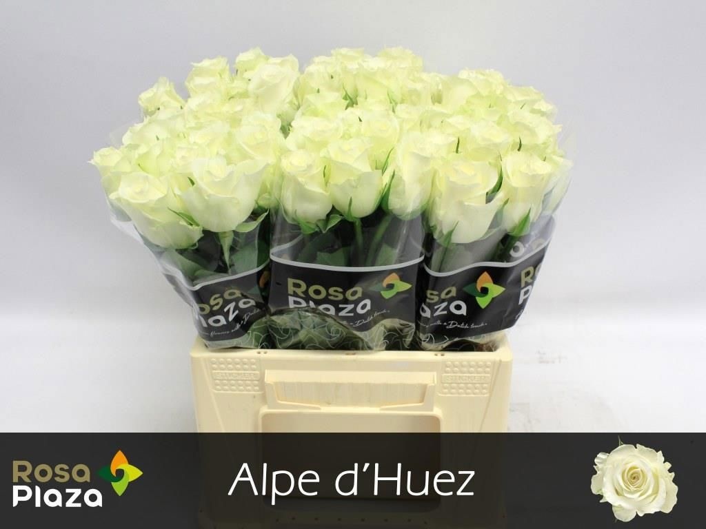 R Gr Alpe Dhuez