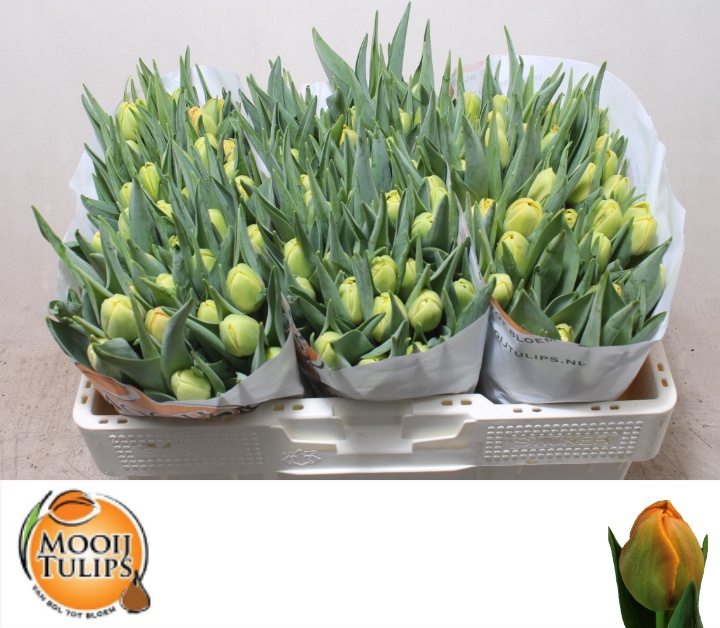 Tulipa Double Icoon 35cm 35gram