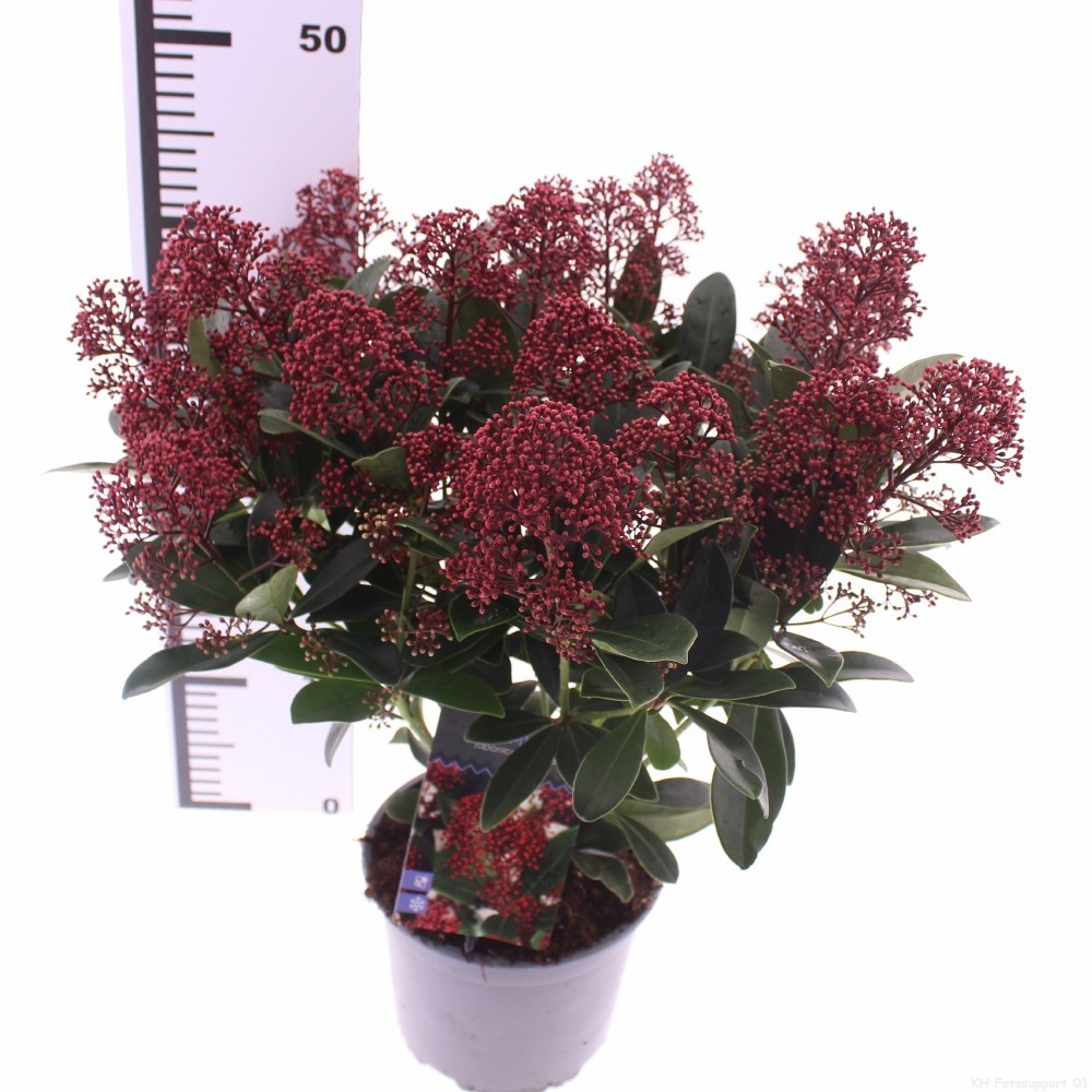 Picture of Skimmia jap. 'Rubella'