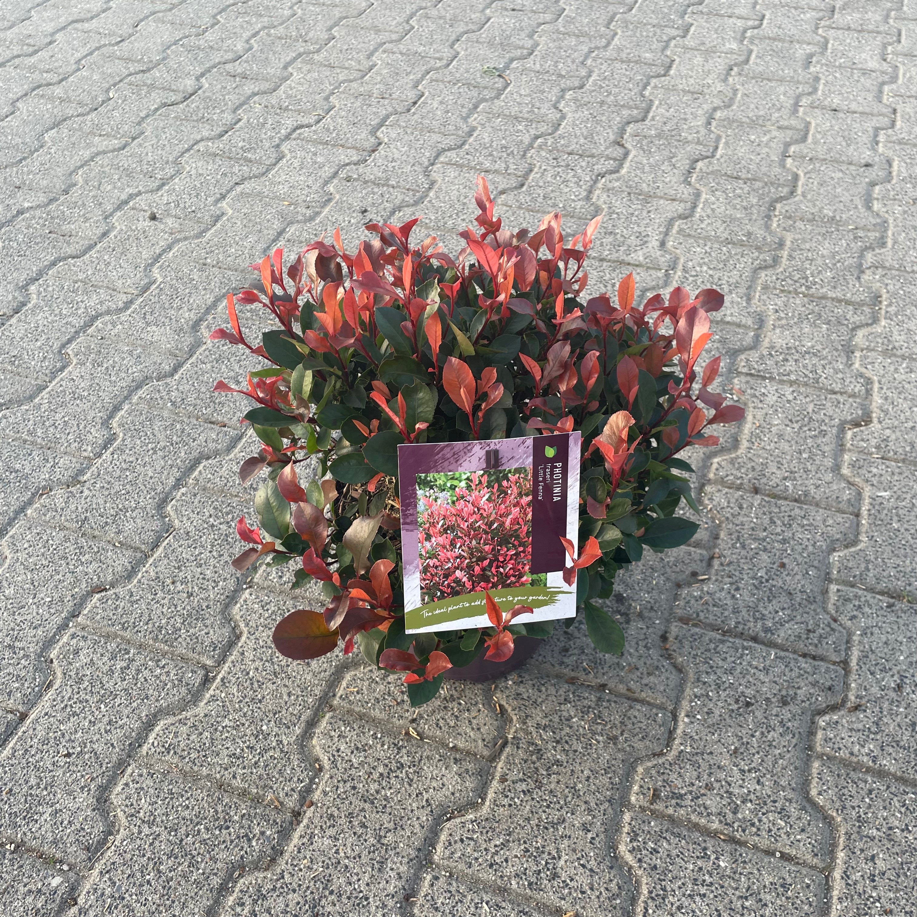 Photinia fraseri 'Little Fenna'