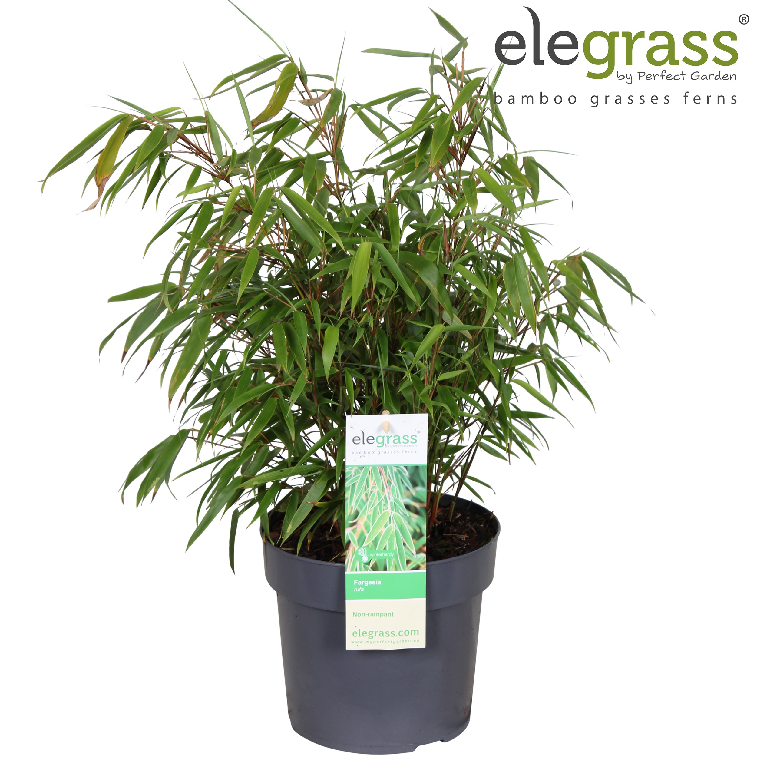 Picture of Fargesia rufa P19