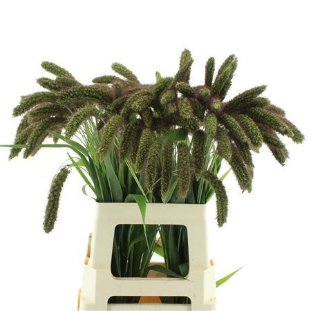 Setaria Italica 70cm