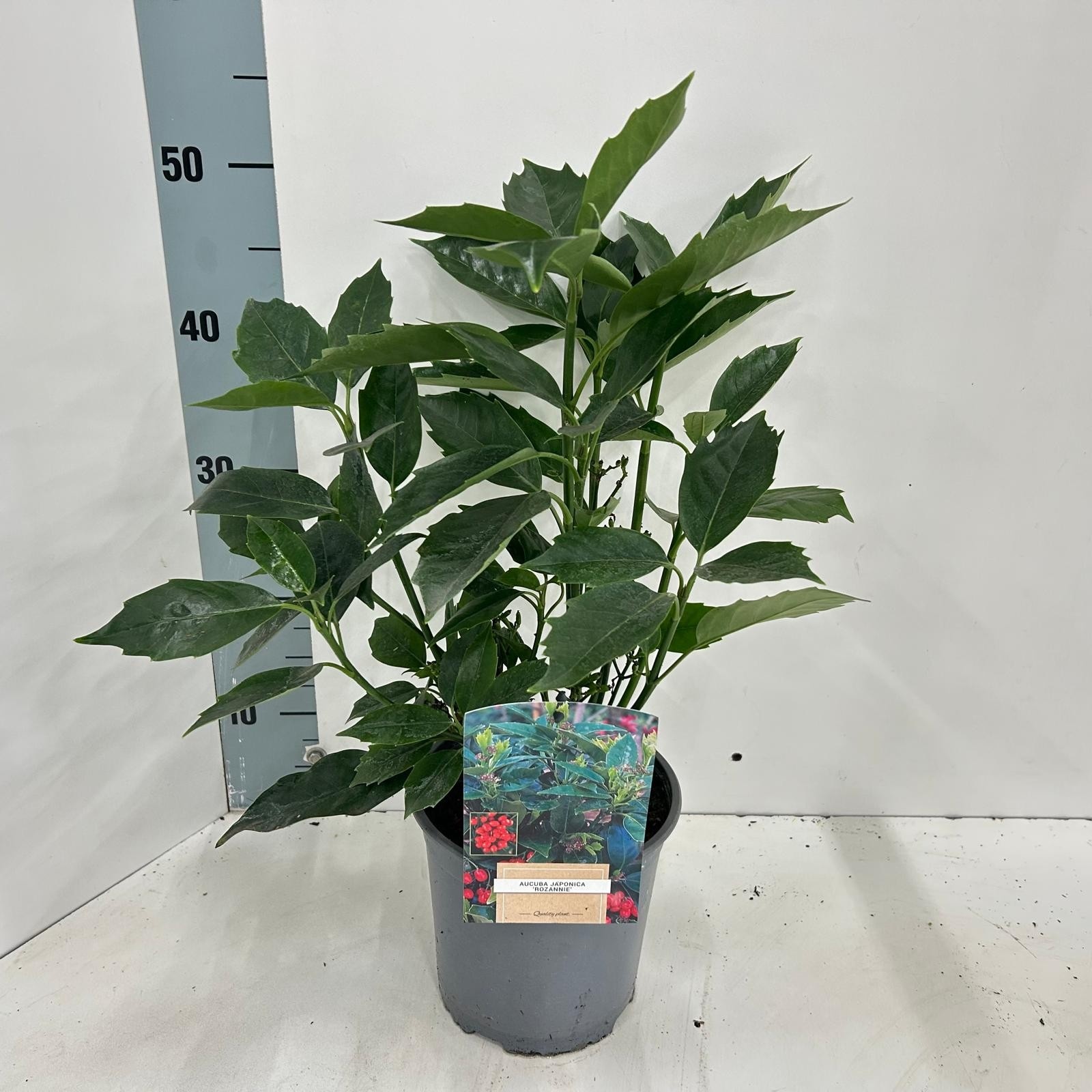 Picture of Aucuba japonica 'Rozannie'