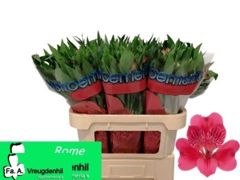 Alstr Rome 70L.cm 50gram 23bloei