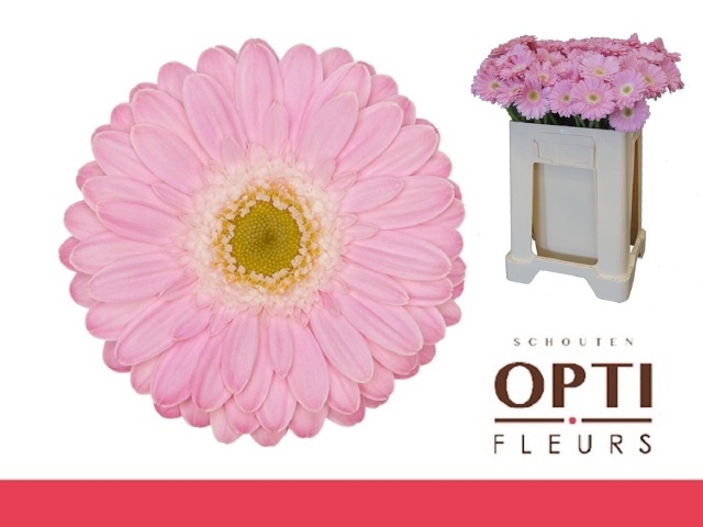 Gerbera Mini Babble