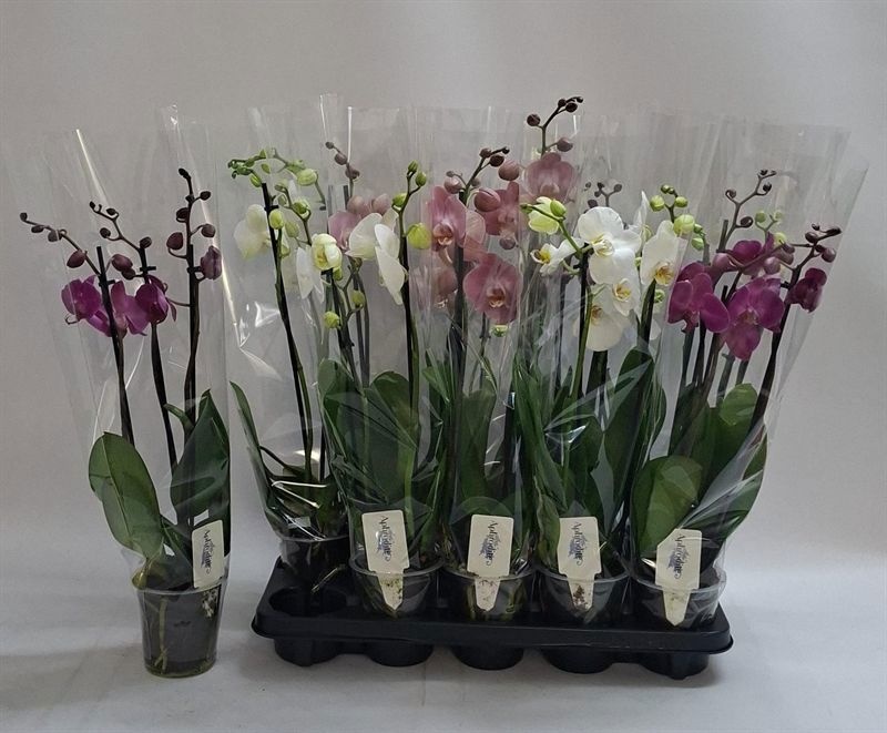 Phalaenopsis Asst 12Ø 60cm