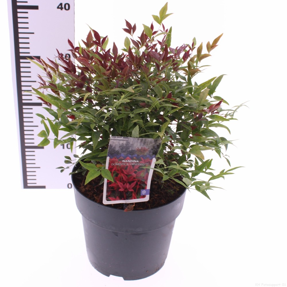 Picture of Nandina domestica 'Obsessed'