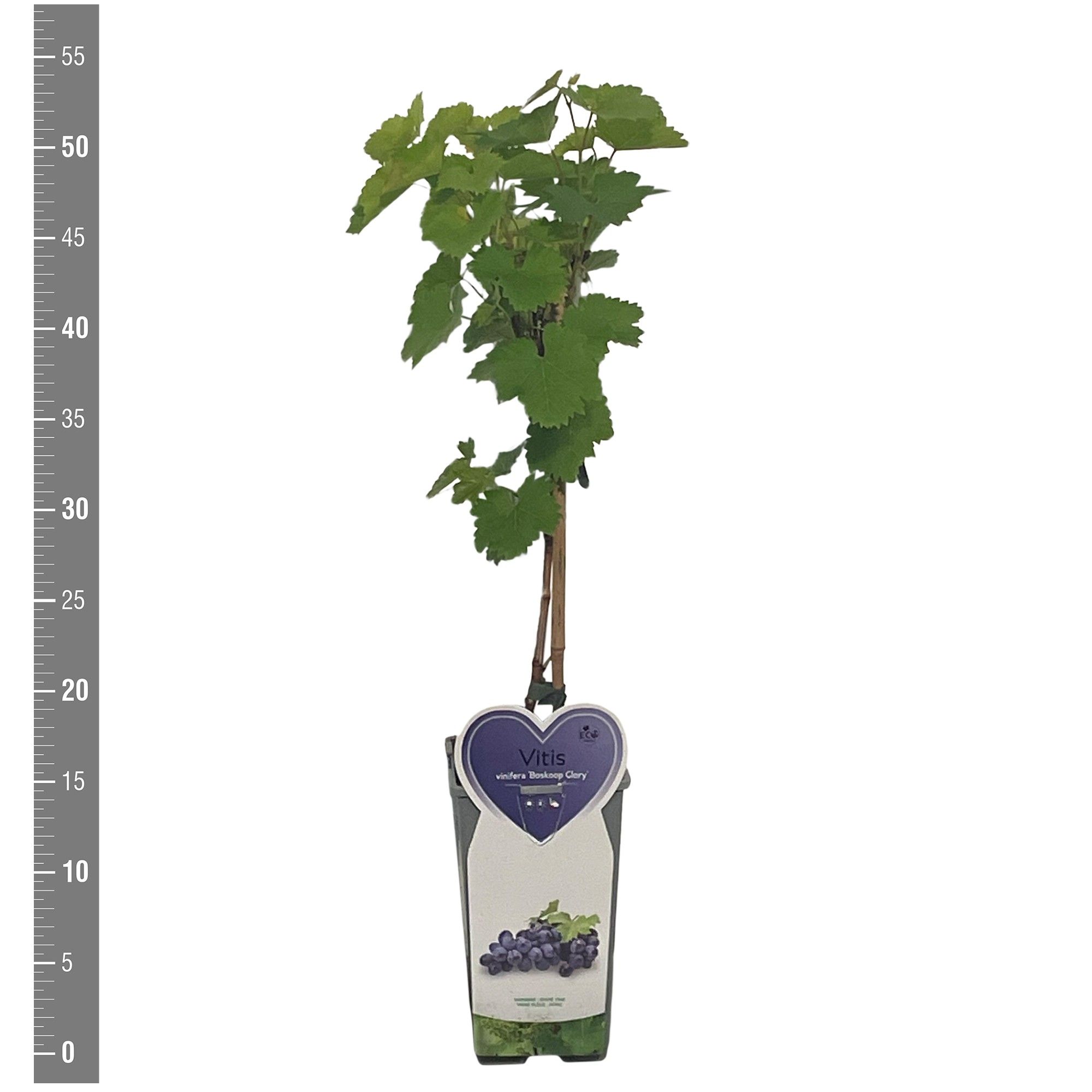Vitis Kleinfruit Vitis v. Boskoop Glory 2 liter (druif blauw )