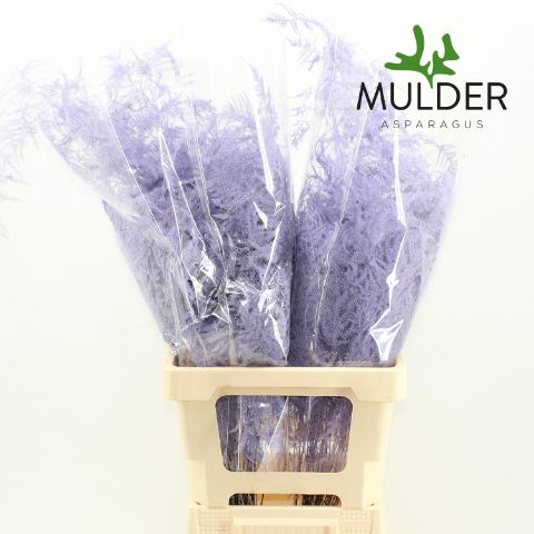Asp S Klb H% Extra Veren Light Violet
