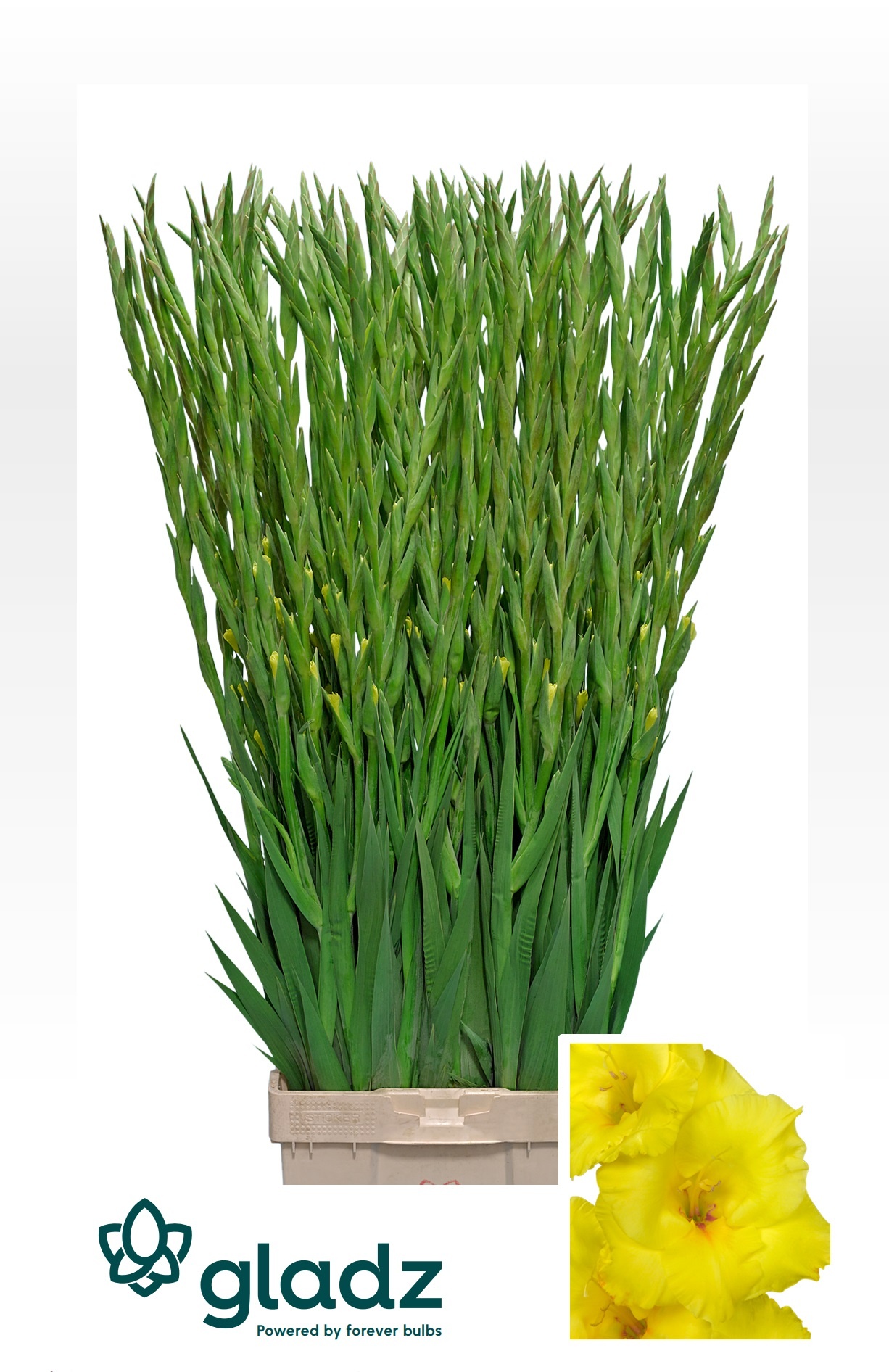 Gladiolus Bananarama 120cm 170gram