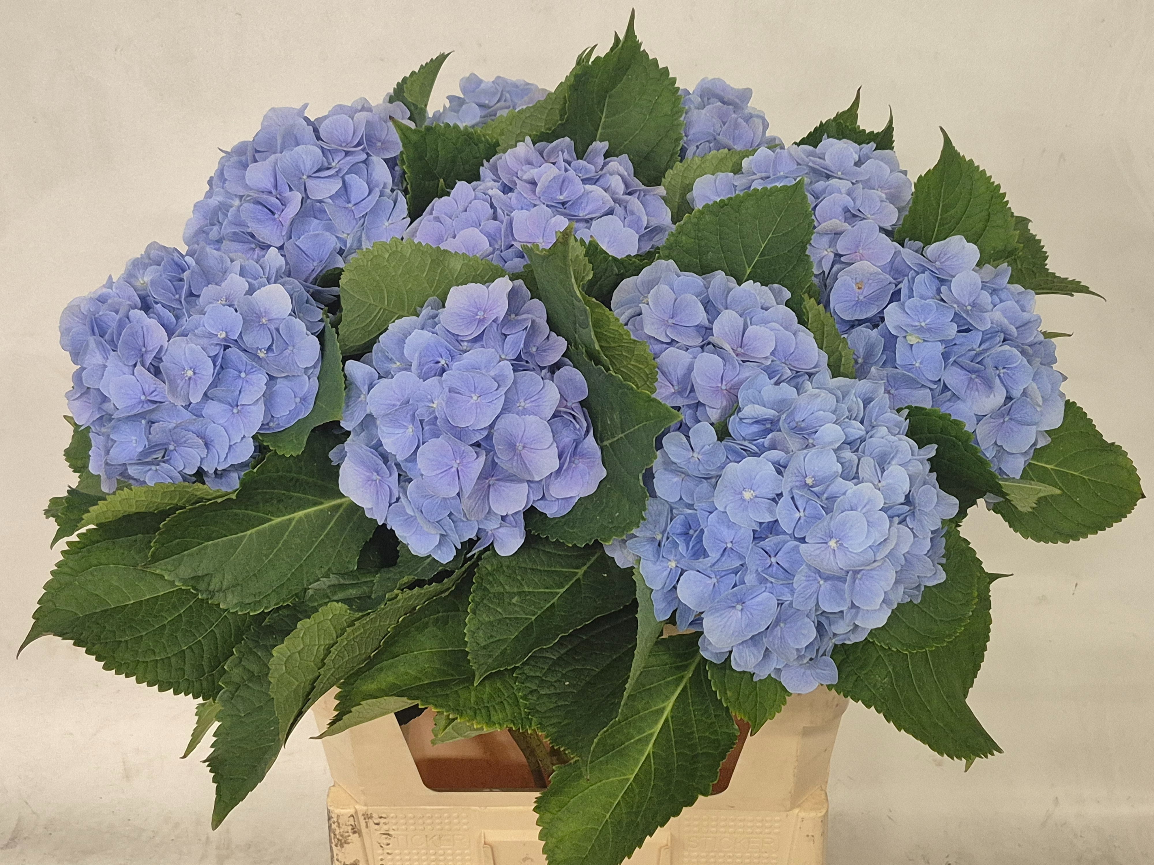 Hydrangea Verena Blue 80cm 20Ø