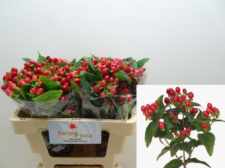 Hypericum Triumph 50cm