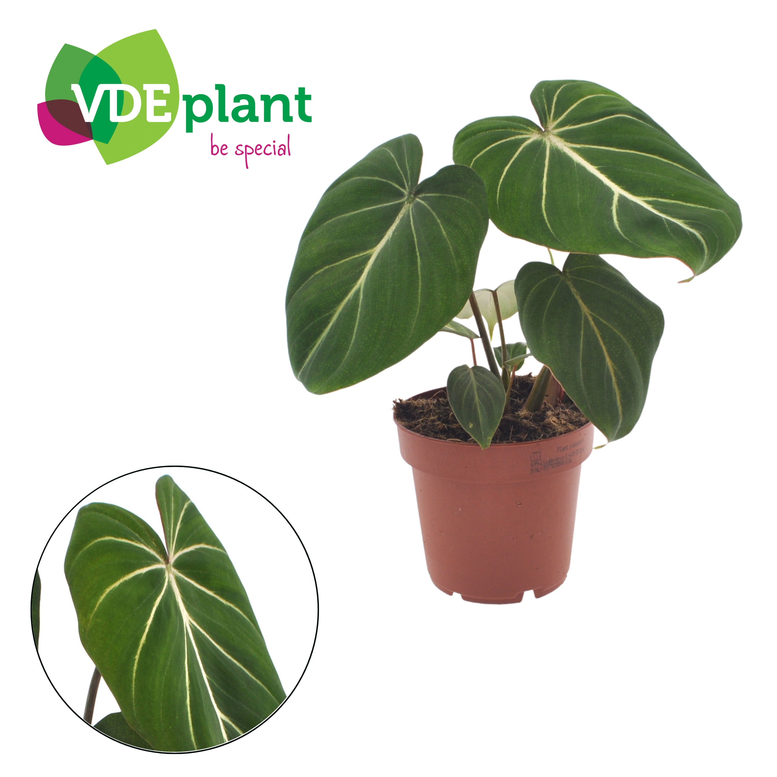 Picture of Philodendron Gloriosum P12 25CM