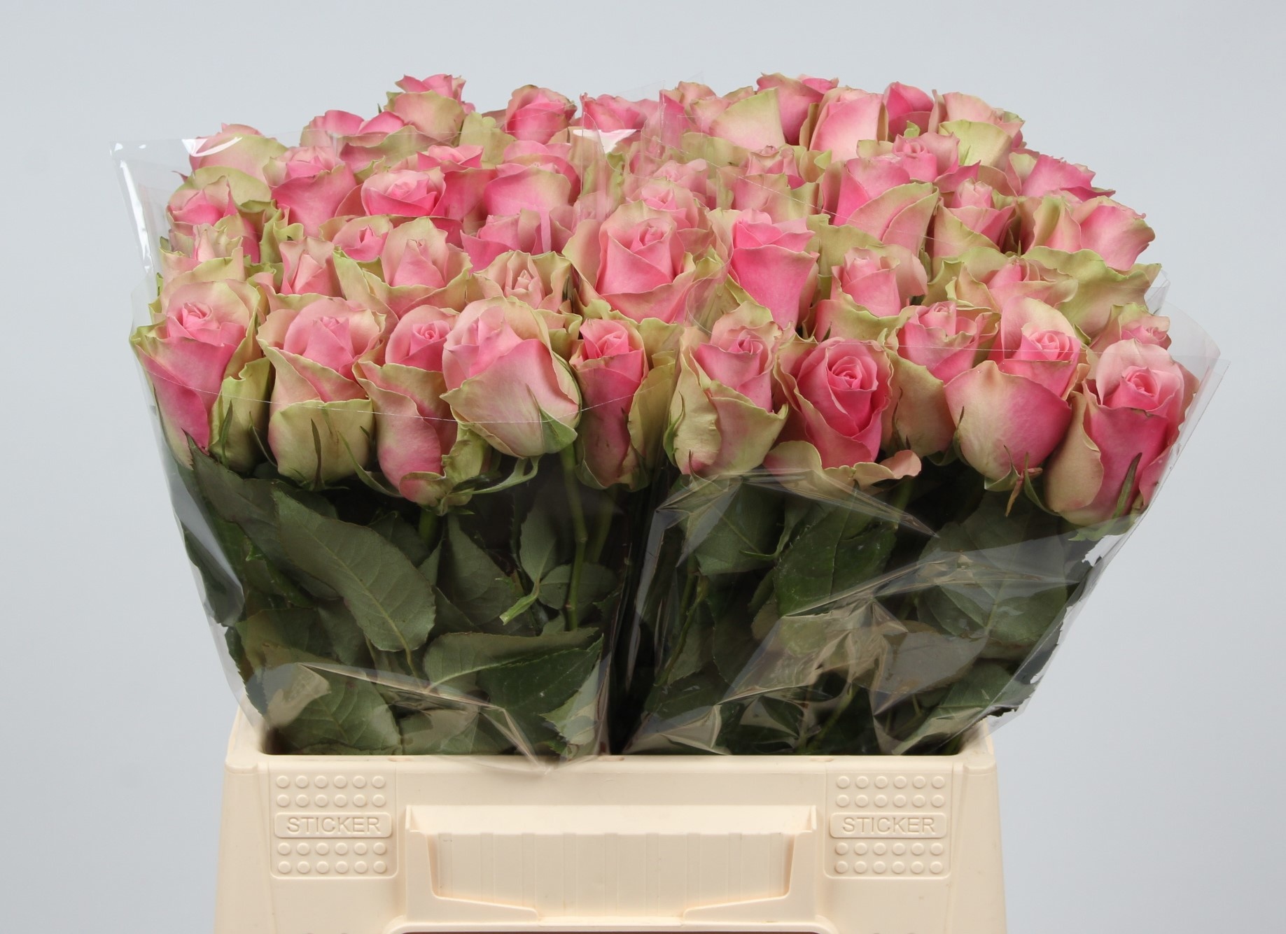R Gr Belle Rose