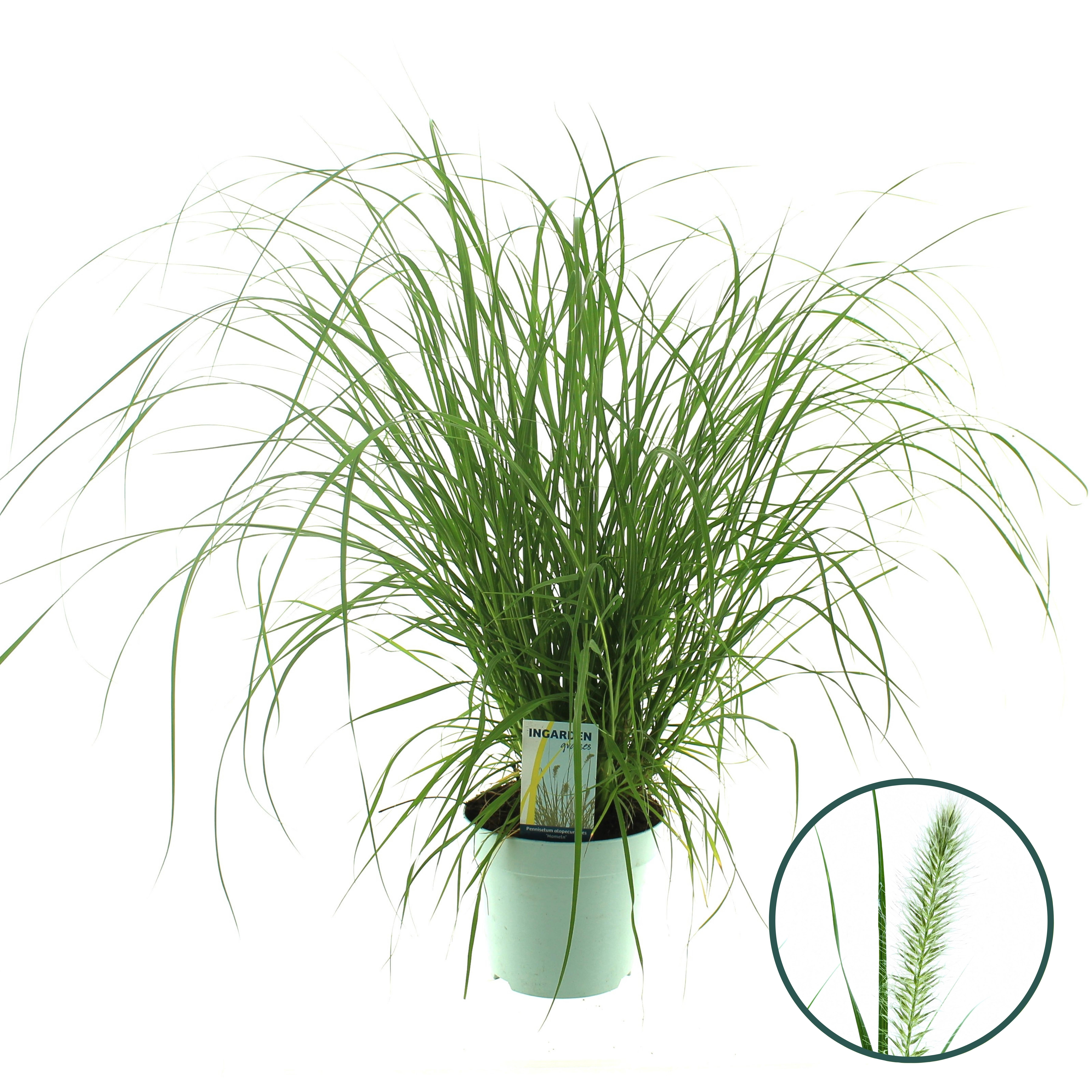 Picture of Pennisetum alopecuroides 'Hameln'