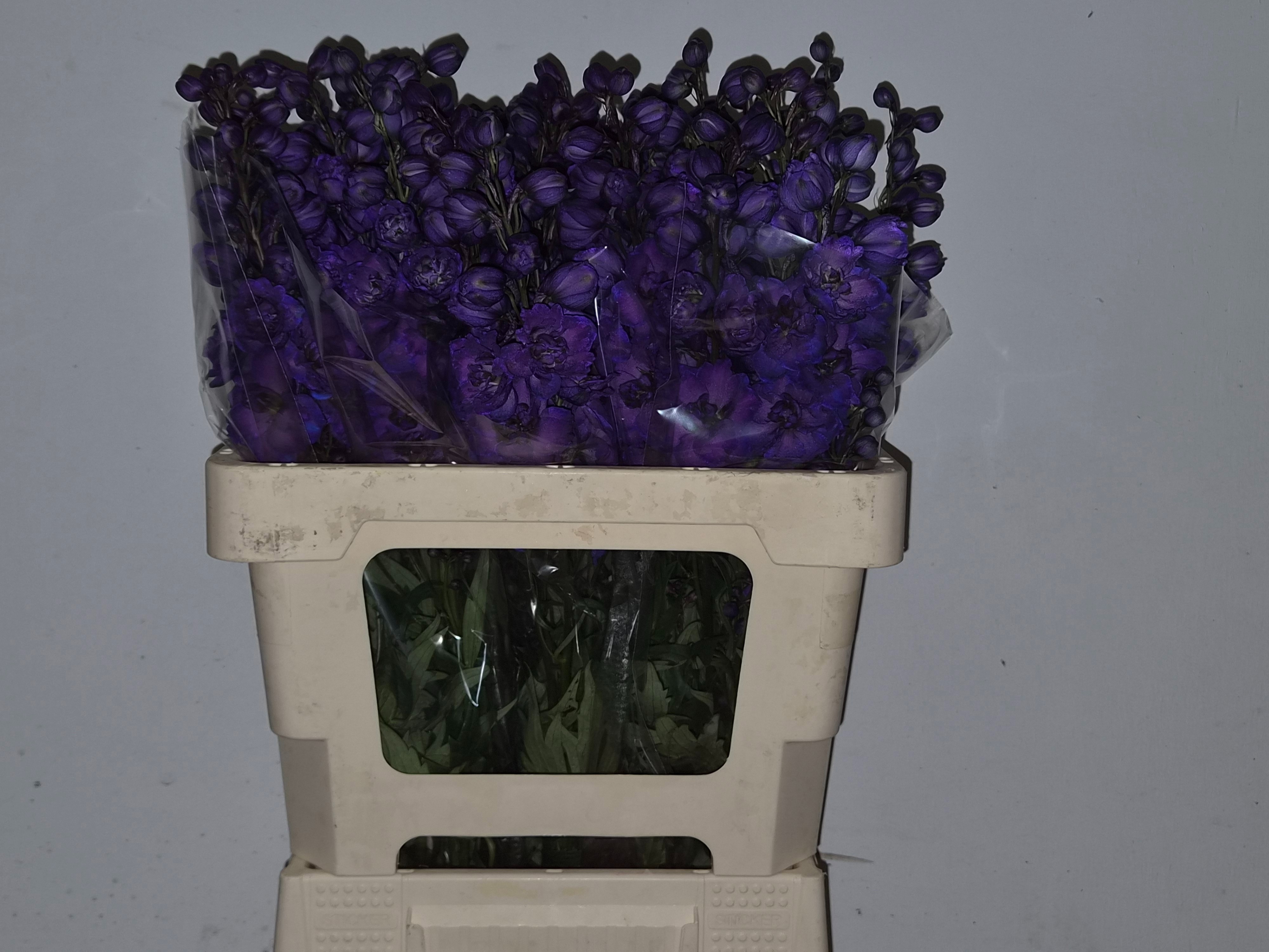 Delphinium El Delp Jewel 60cm