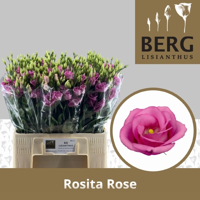Lisianthus Double Rosita Pink 60cm