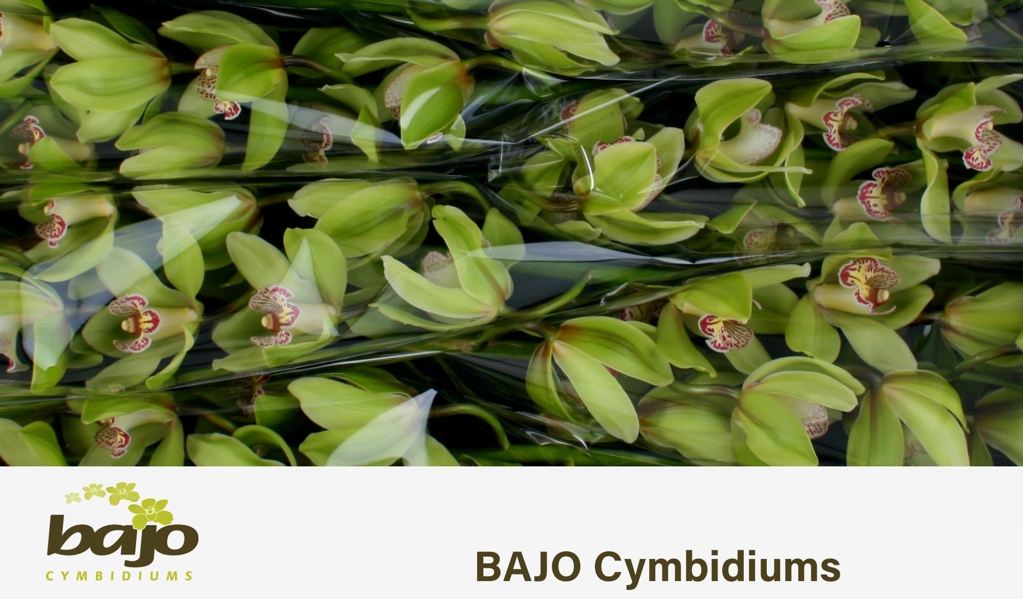 Cymbidium Hans 12/15bl