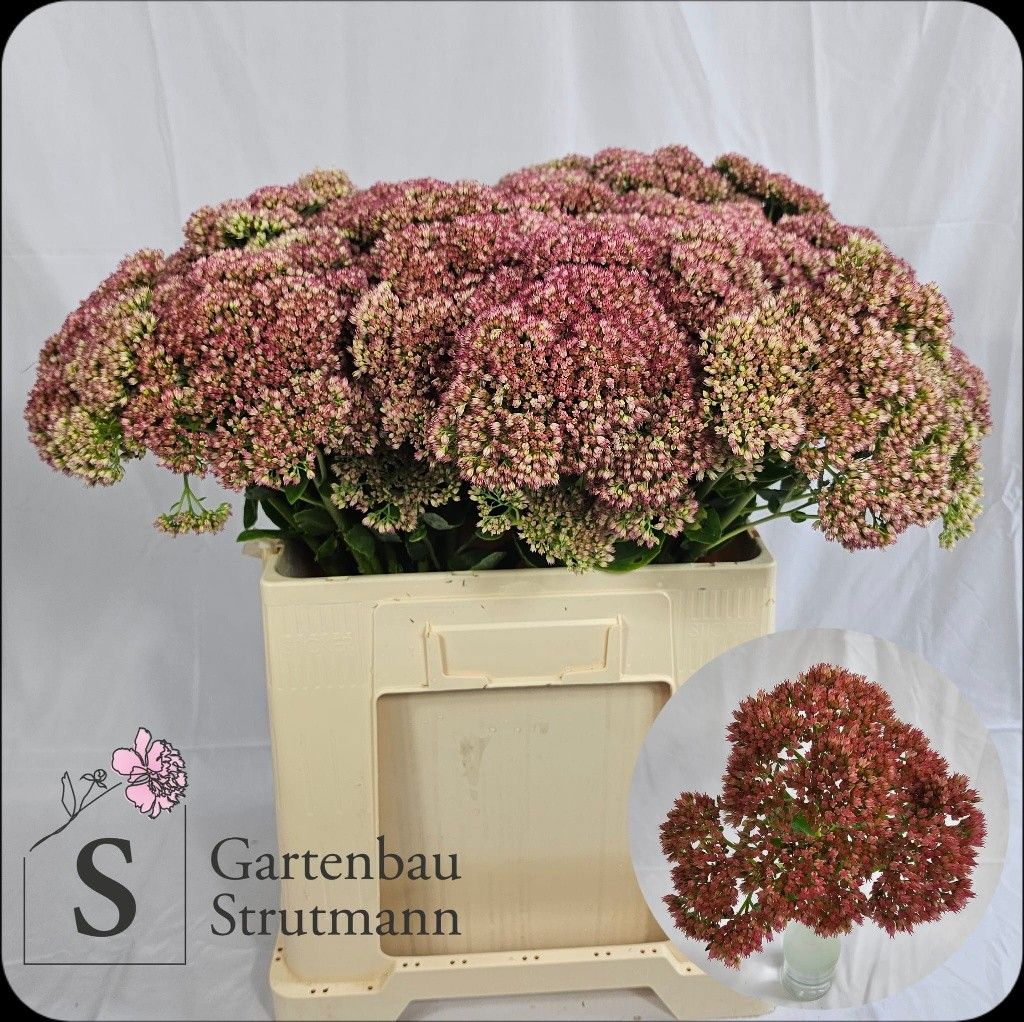 Sedum Spect Pink 50cm