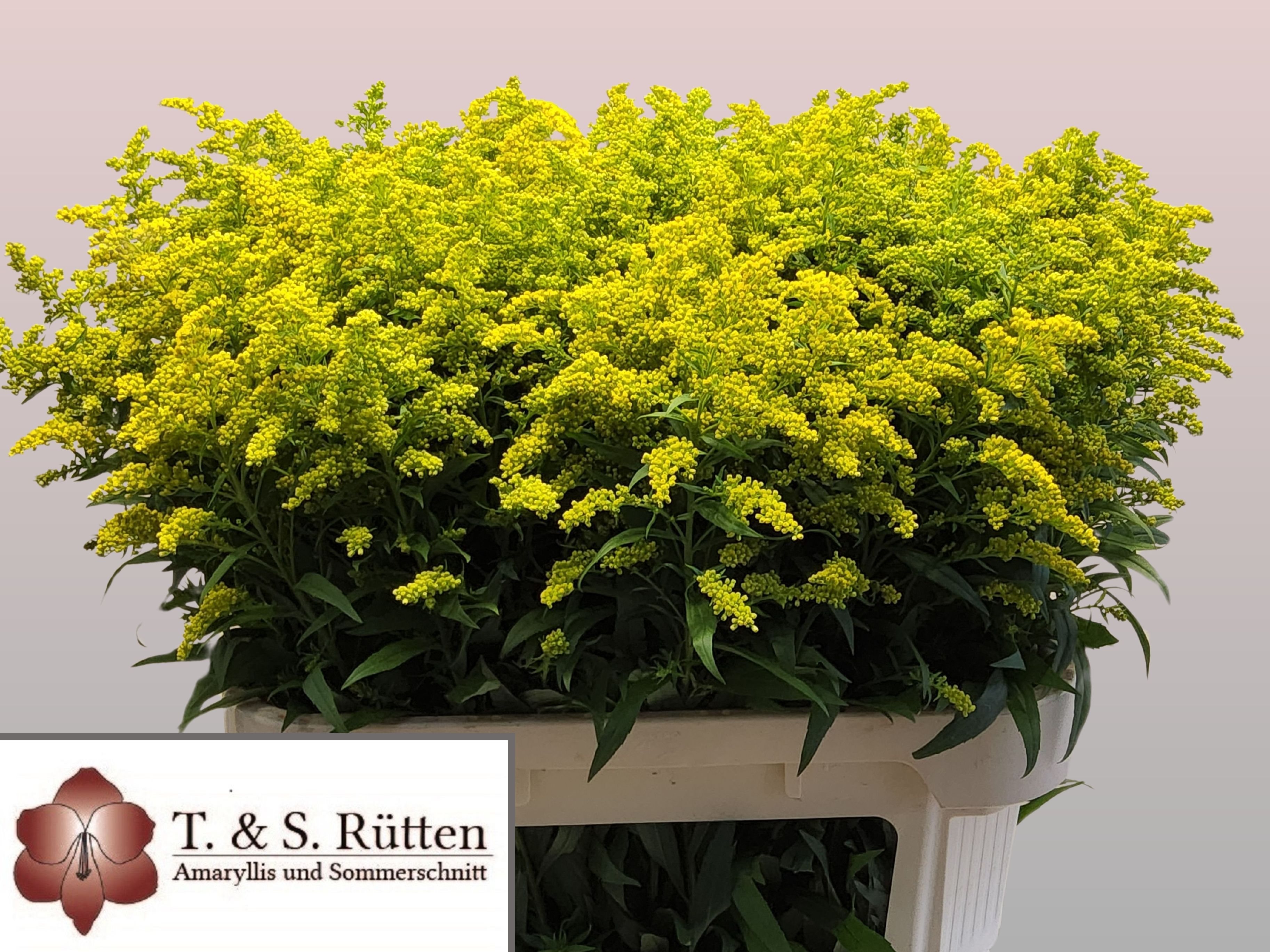 Solidago Marvellous Gold 80cm 35gram
