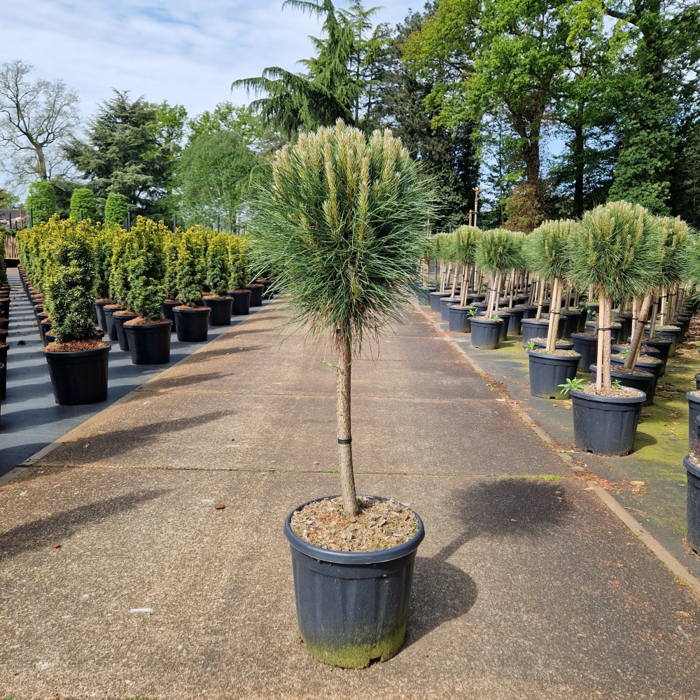 Picture of Pinus nigra Summer Breeze C15 40/STD-30-35-HEAD (LOOSE)