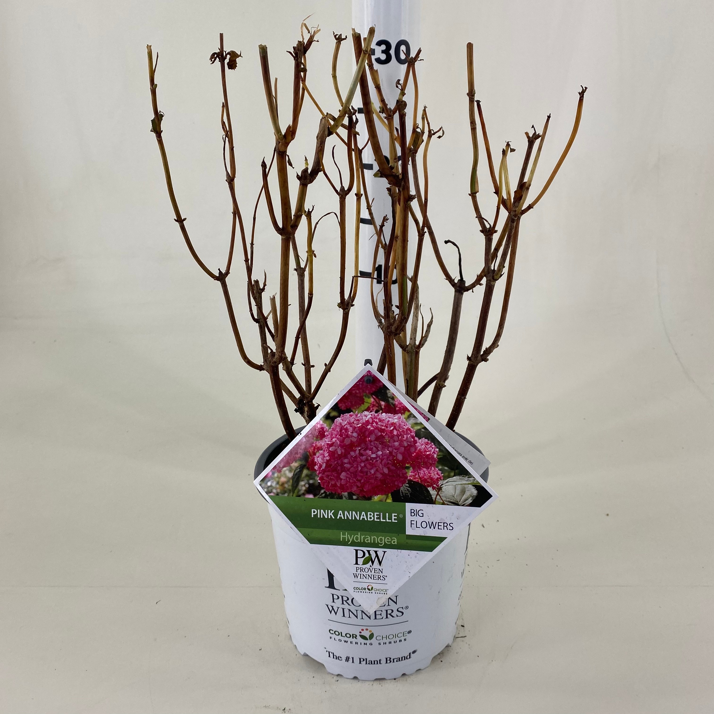 Picture of Hydrangea arb. Pink Annabelle P19 (3 Ltr) (LOOSE)