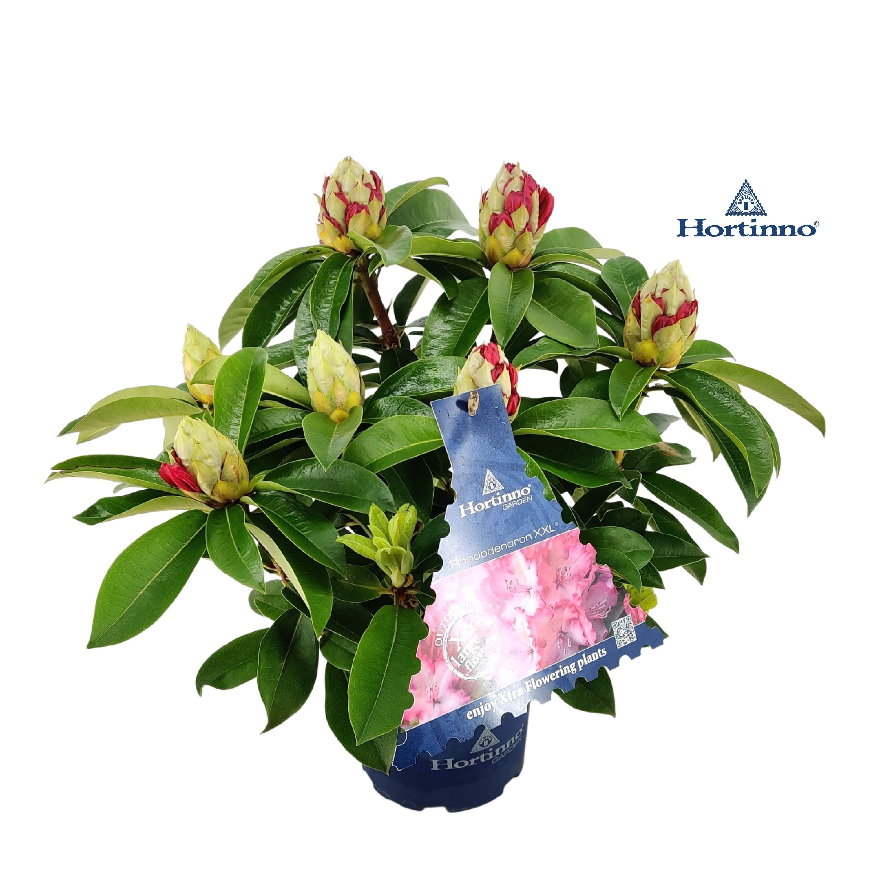 Rhododendron Rhodo Xxl | Hamiplant