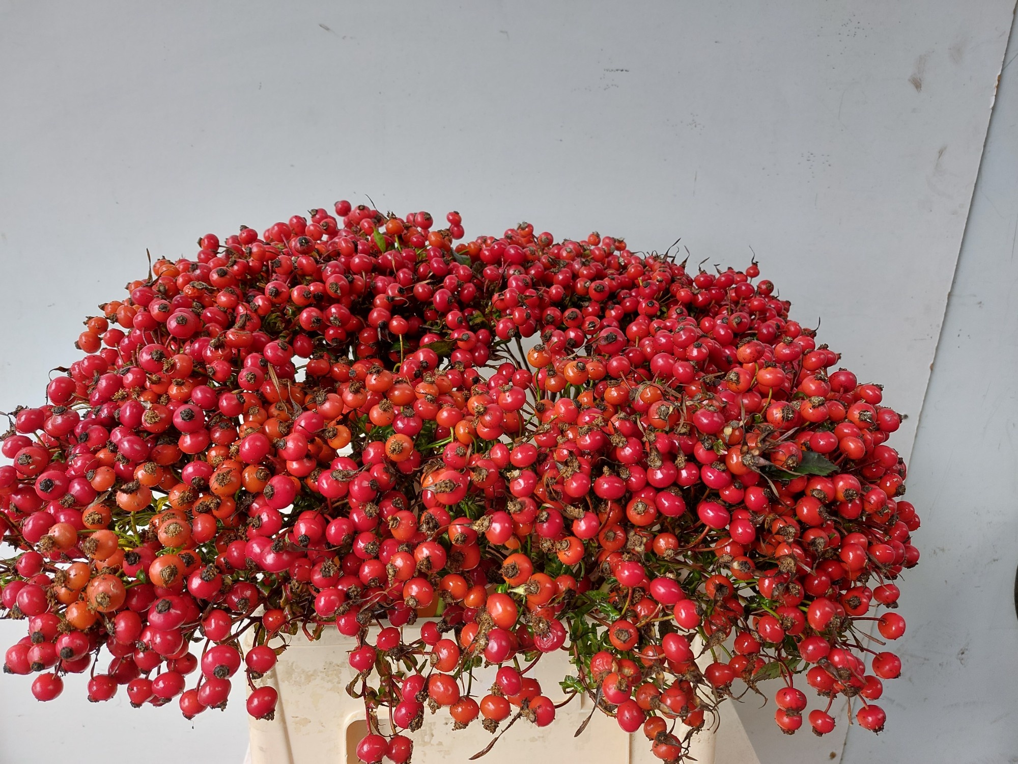 Rosehips Amazing Fantasy 60cm