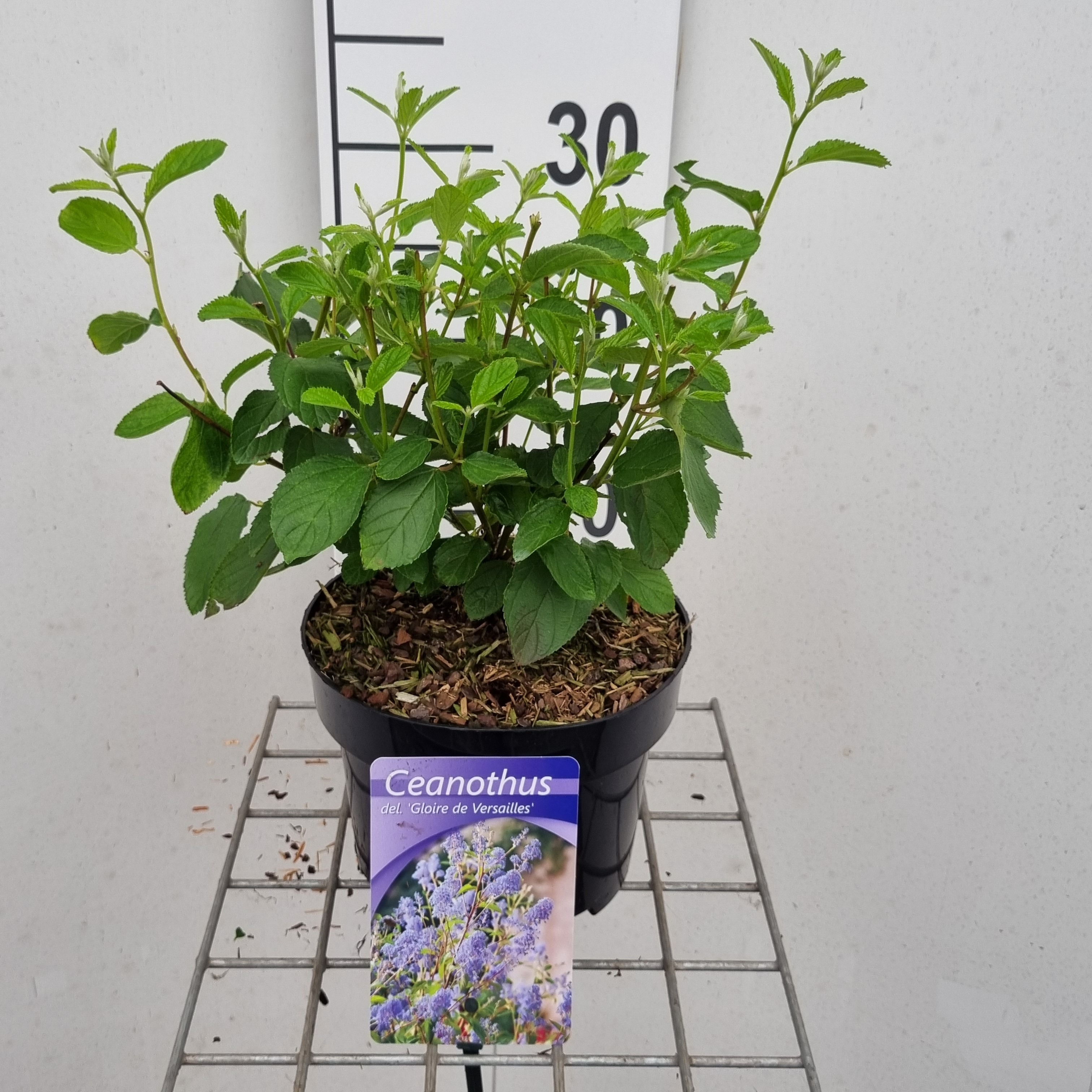 Picture of Ceanothus del. Gloire de Versailles P17 (2 Ltr)