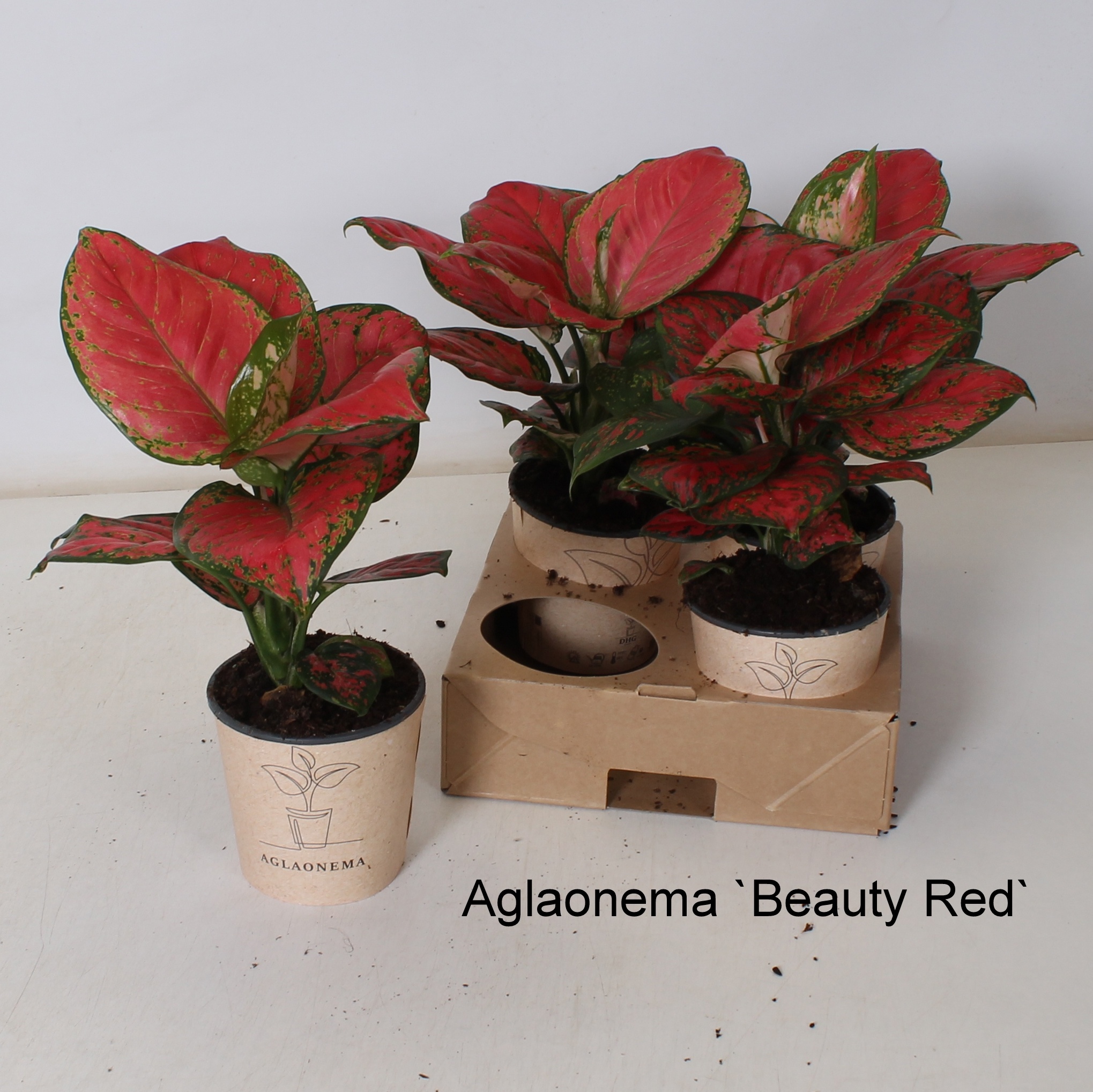 Aglaonema overig - Aglaonema