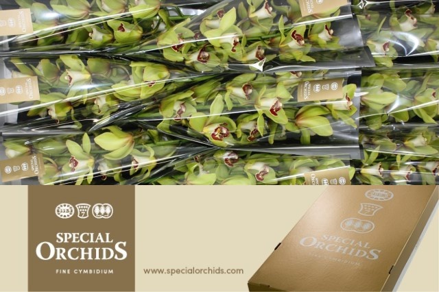 Cymbidium Kermit 8/11bl