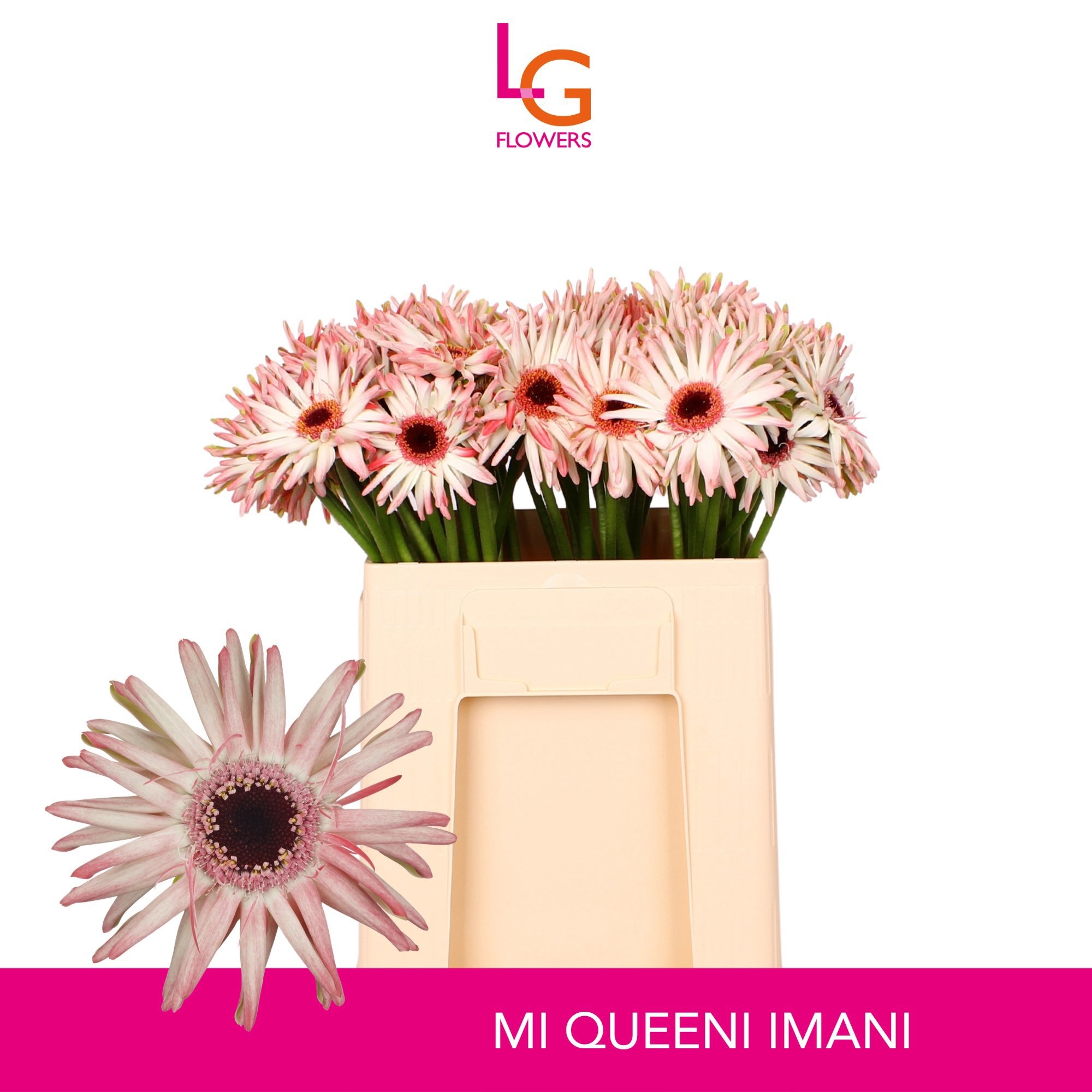 Ge Mi Imani