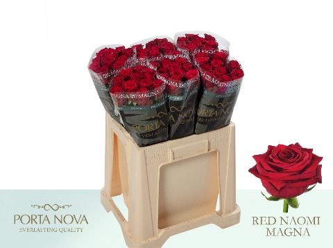 R Gr Red Naomi!