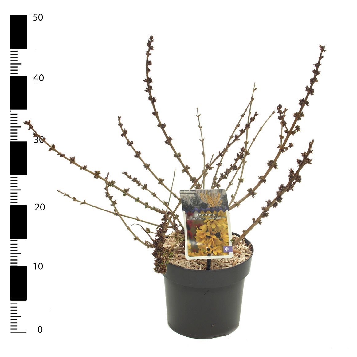 Picture of Forsythia x intermedia 'Mikador'