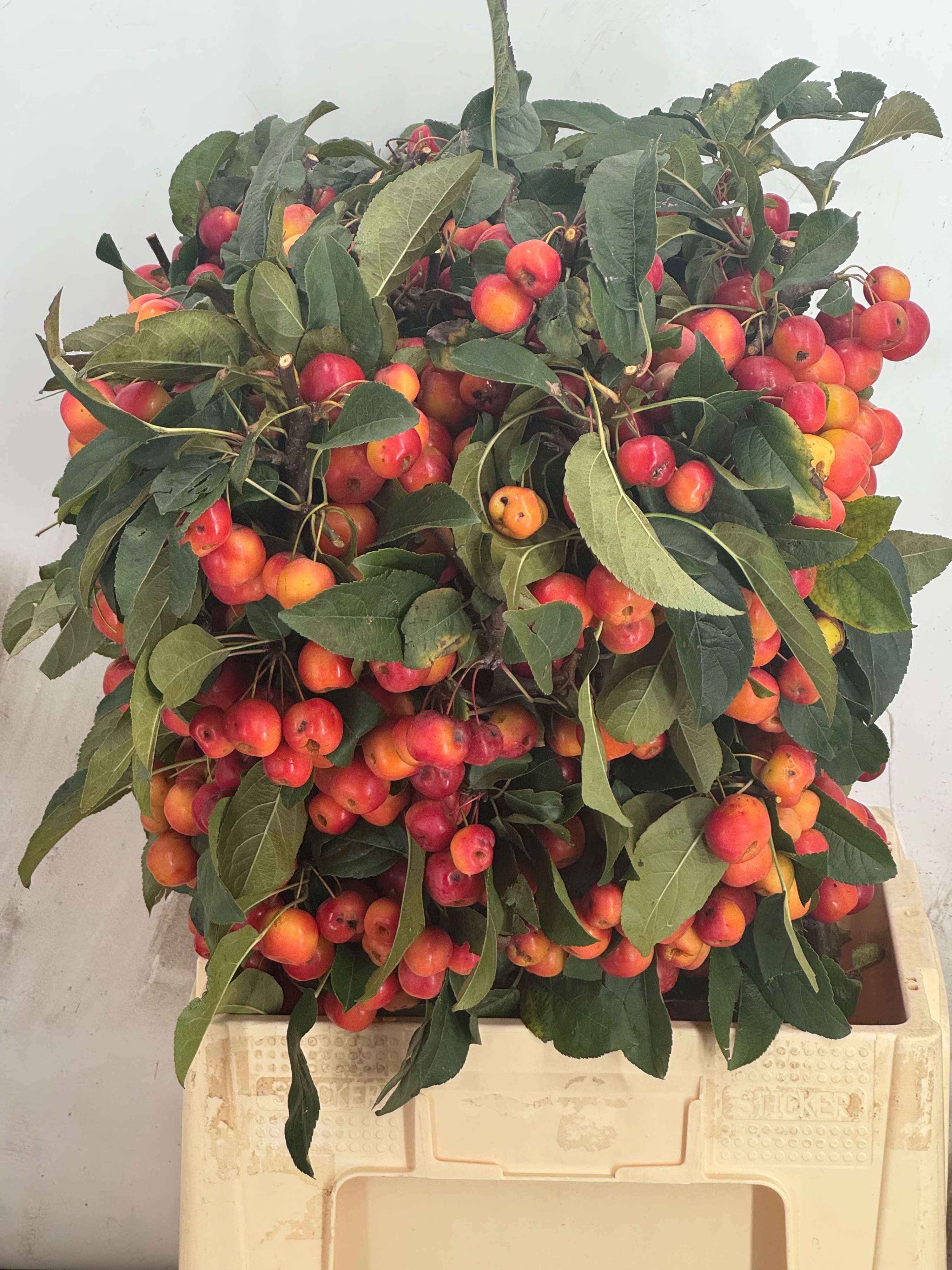 Malus Red Sentinel