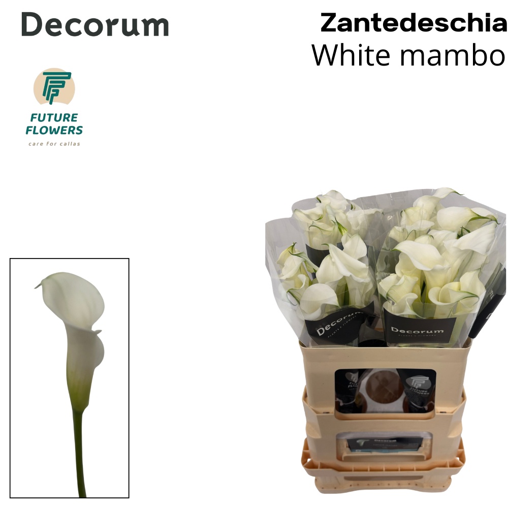 Calla White Mambo 55cm