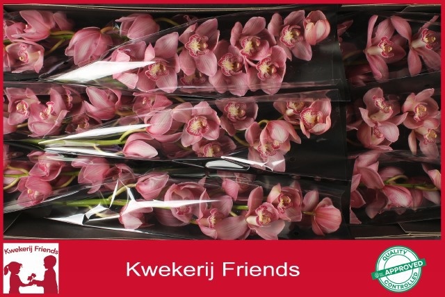 Cymbidium Belle Star 8/11bl