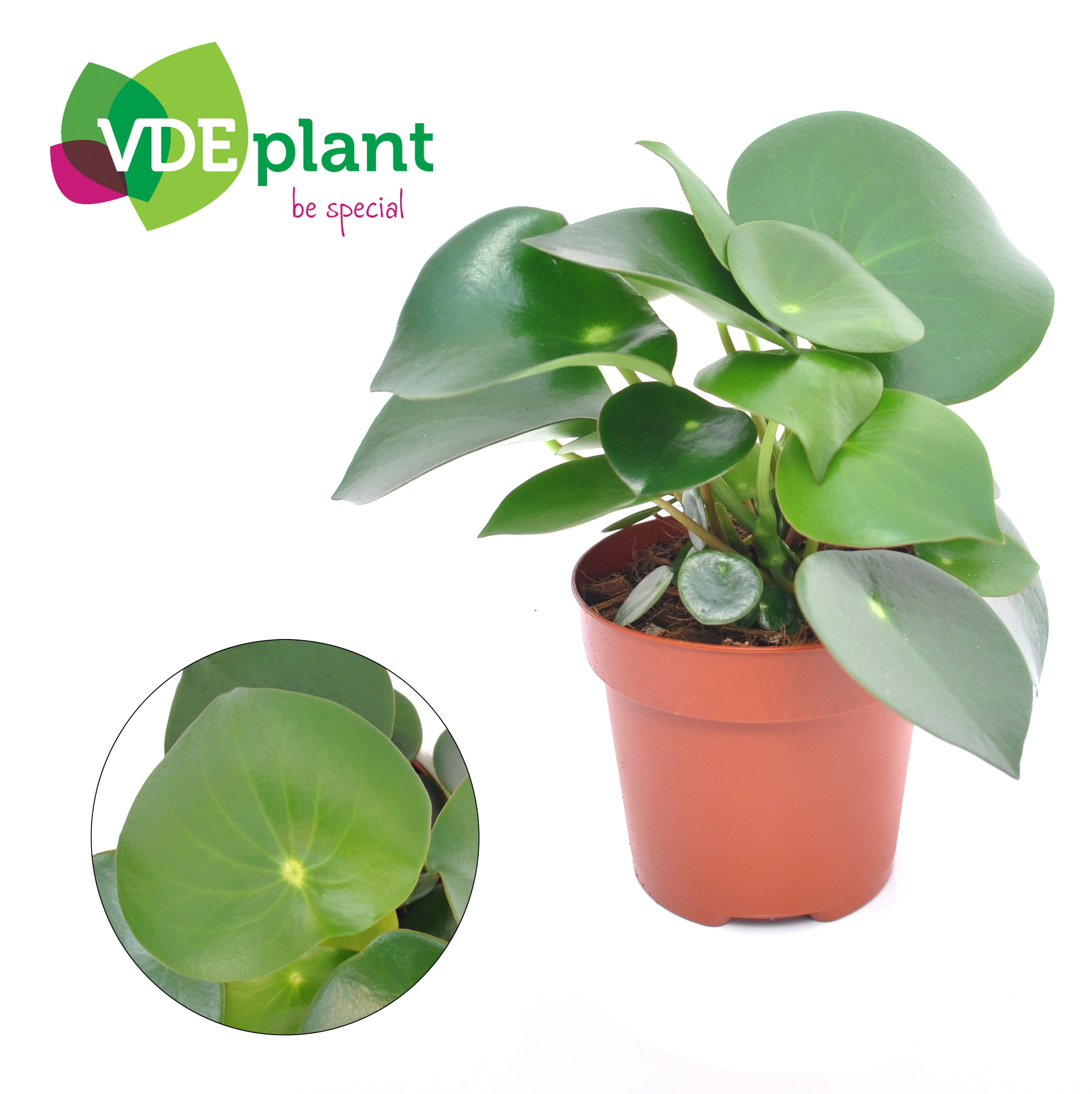 Picture of Peperomia Raindrop P12 20CM