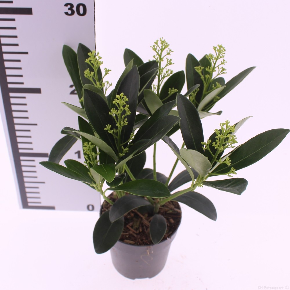 Picture of Skimmia jap. 'Finchy'