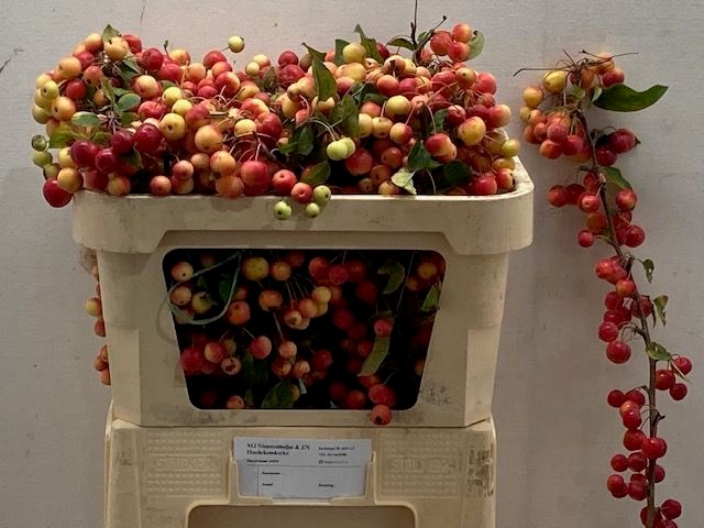Malus Red Sentinel