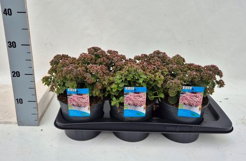 Sedum Sunsparkler Lime zinger p17 Weet