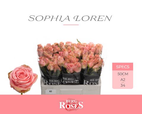 Rosa Sophia Loren 50cm