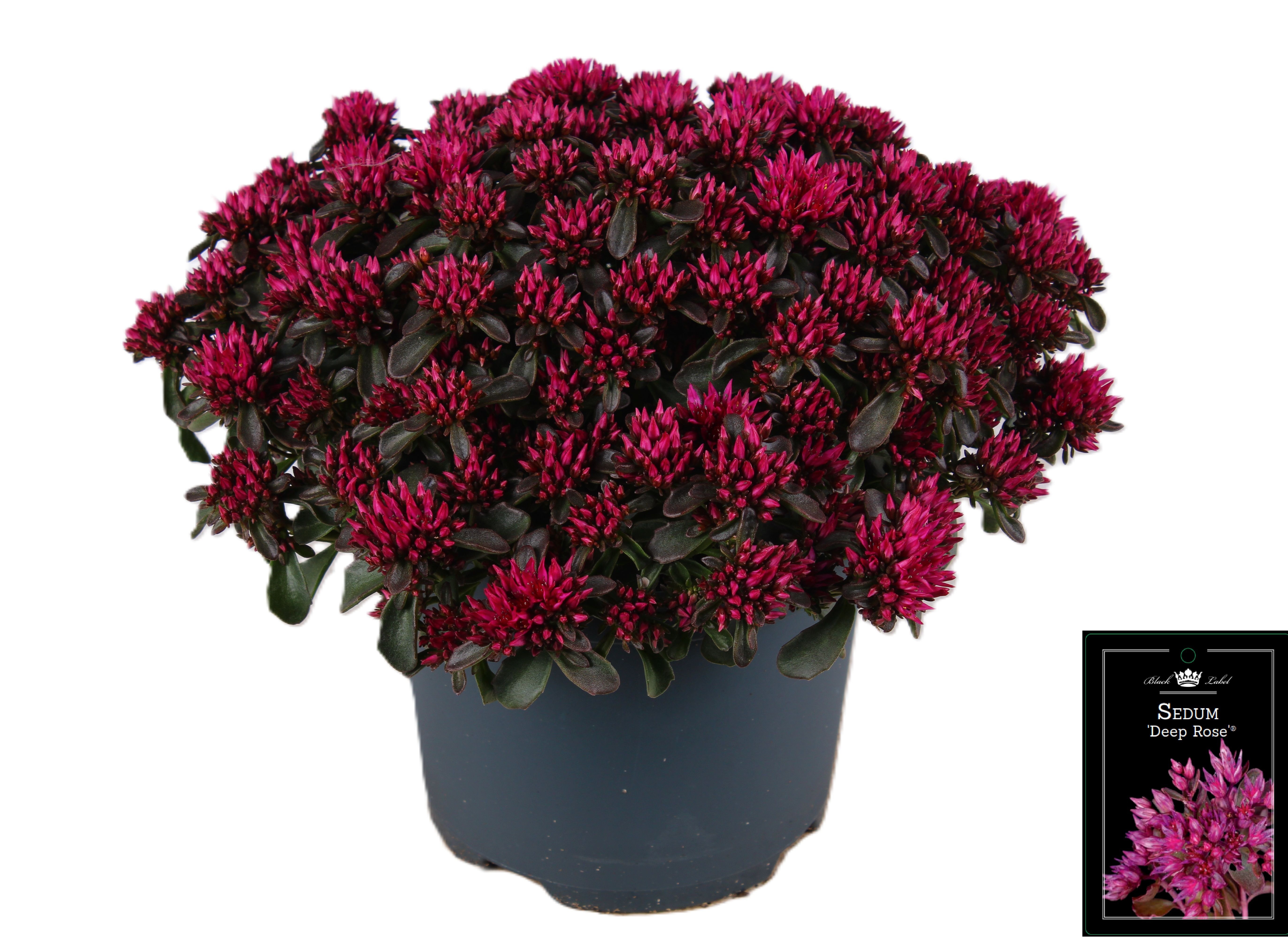 Picture of Sedum Deep Rose