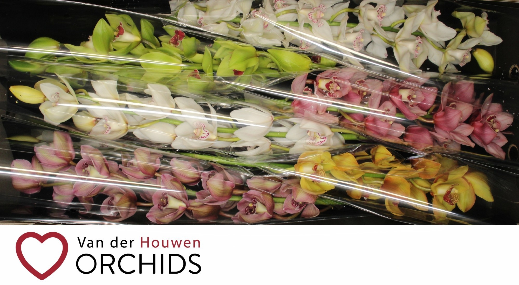 Cymbidium Asst 13bl