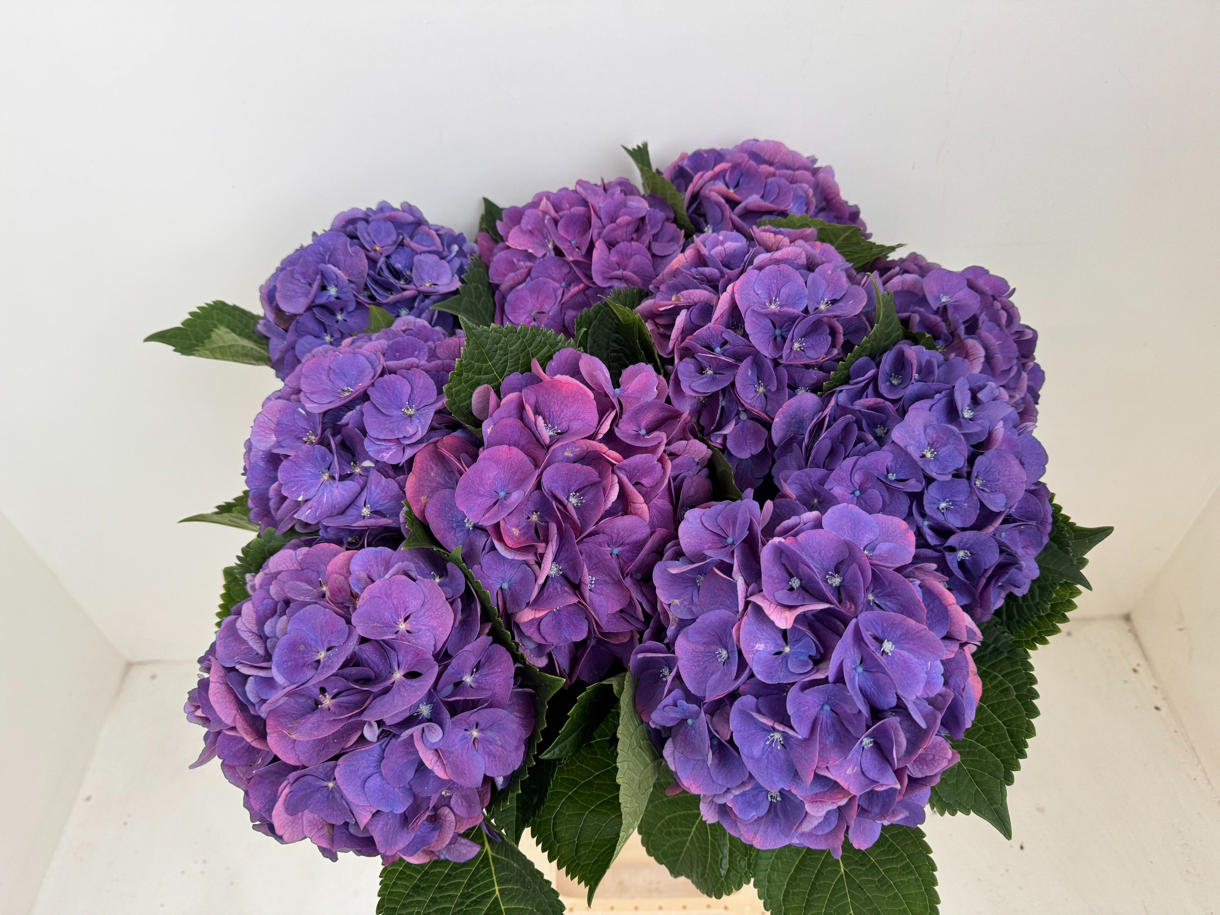 Hydr M Beau Calyp Pa 60cm 20Ø