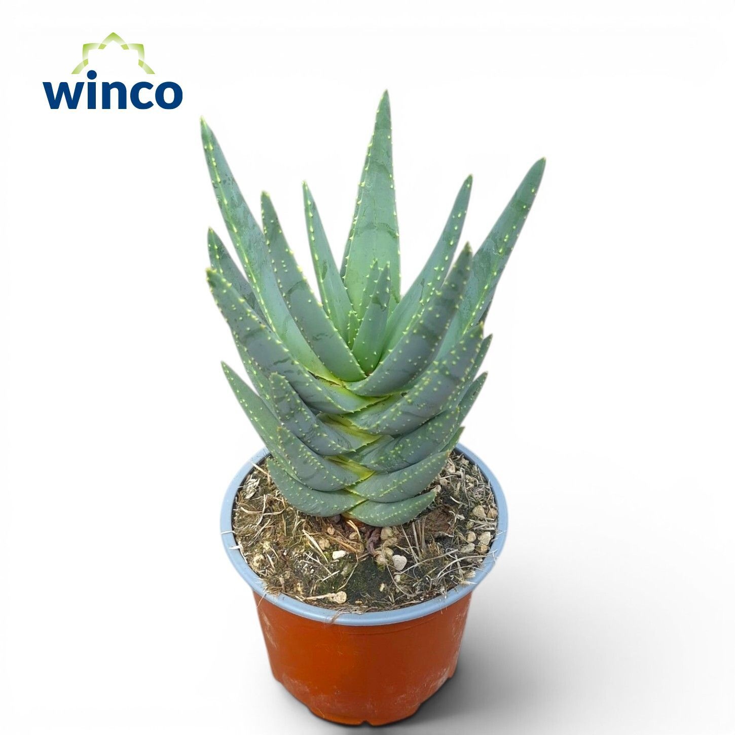 Aloe Ov 13P 20H